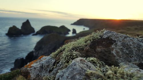 Moss growing on rocks by sea against sky during sunset