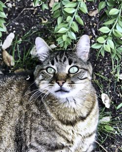 Portrait of cat on field