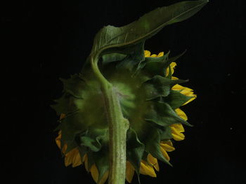 Close-up of sunflower against black background