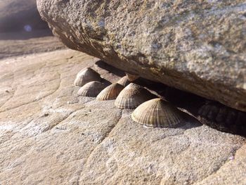 Close-up of rocks