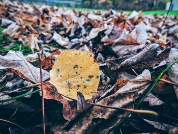 Close-up of dry maple leaves on land