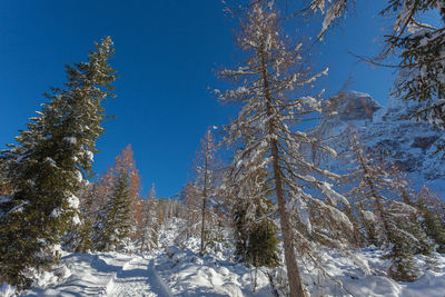 Road in a forest in the dolomites after a heavy snowfall