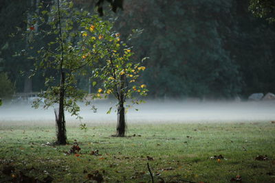 Trees on field during foggy weather