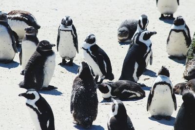 High angle view of birds on land during winter