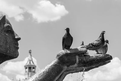 Low angle view of birds perching on tree against sky