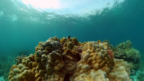 underwater