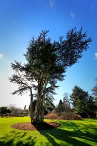 Tree on field against clear blue sky