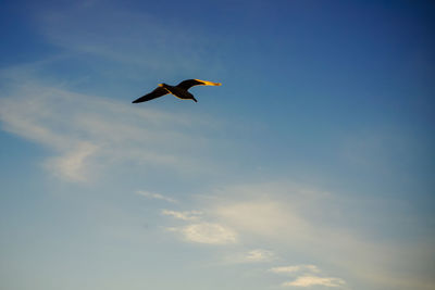 Low angle view of bird flying in sky