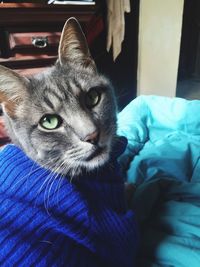 Close-up portrait of cat