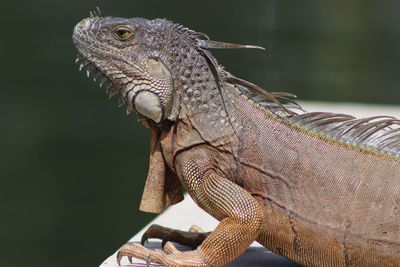 Close-up of a lizard