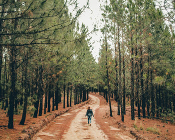Rear view of man walking in park