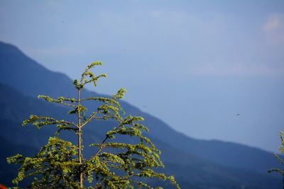 Plant against mountain range against sky
