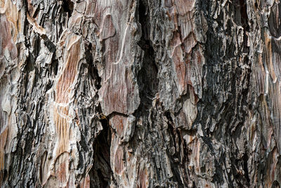 Full frame shot of tree trunk