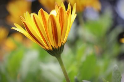 Close-up of yellow flower blooming outdoors