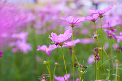 Close-up of pink flowering plant on field