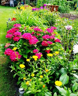 Close-up of pink flowering plants in park