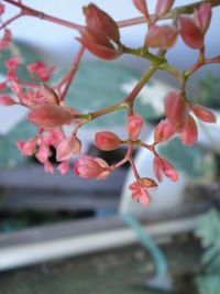 Close-up of pink flowers blooming on tree