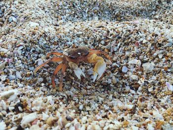 Close-up of crab on beach
