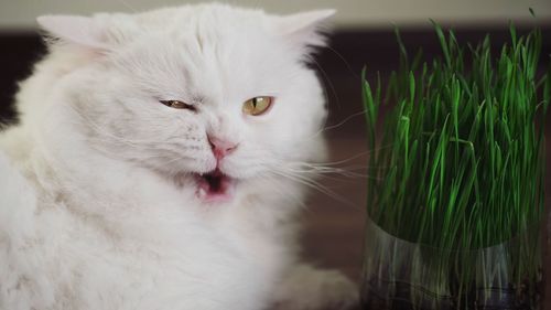 Close-up portrait of cat