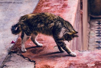 Cat walking on footpath