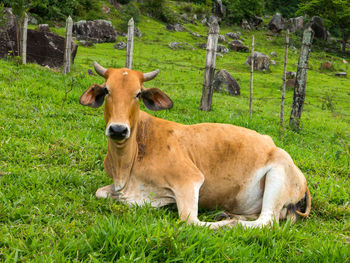 Cows in a field