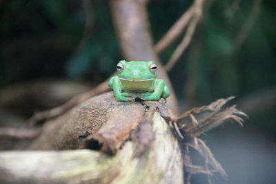 Close-up of frog on wood