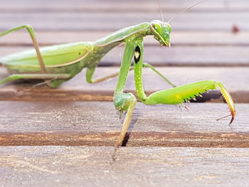 Close-up of insect on leaf