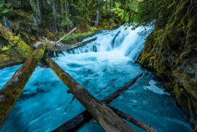 Scenic view of waterfall in forest