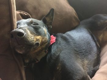 Close-up portrait of a dog at home