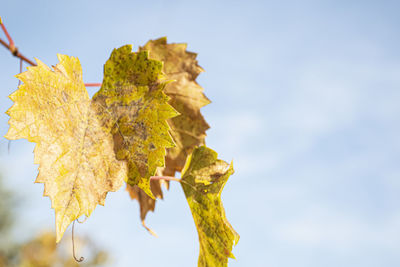 Close-up of yellow leaves against sky