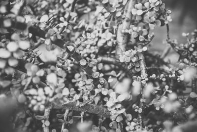 Close-up of flowering plant against tree