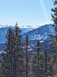 Pine trees on snowcapped mountains against sky