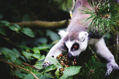 Close-up portrait of a lemur eating berries