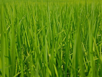 Full frame shot of rice field