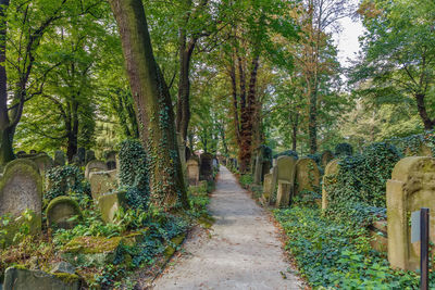 Footpath amidst trees in forest