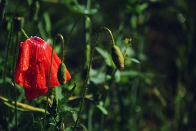 Close-up of red rose flower