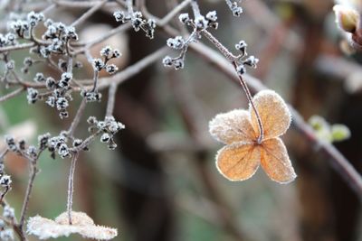 Close-up of snow on plant