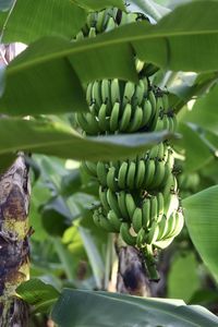 Close-up of banana tree