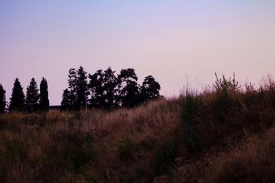 Trees on field against clear sky during sunset