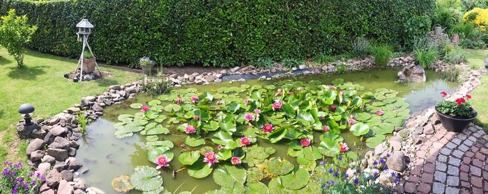 Plants by lake in park