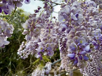 Purple wisteria flowers blooming hanging from vines 