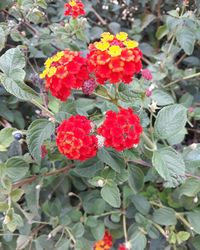 Close-up of red flowers blooming outdoors