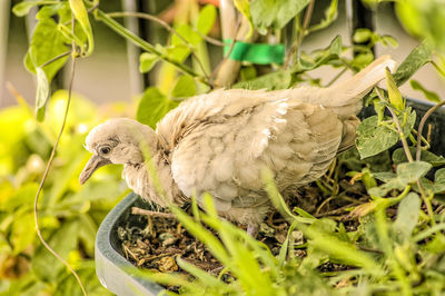 Close-up of bird perching on plant