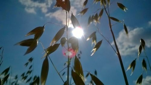 Low angle view of sun shining through trees