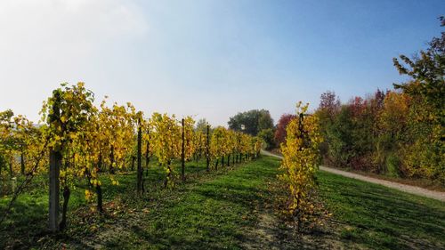 Scenic view of vineyard against sky during autumn