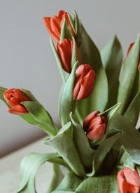 Close-up of flowering plant against wall at home