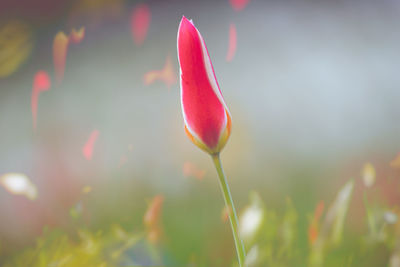 Close-up of pink crocus flower on field