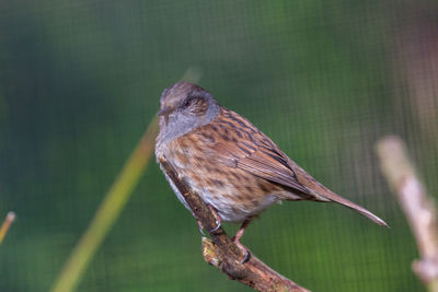 Close-up of a bird perching on branch