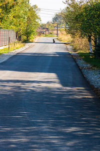 Empty road along trees in park