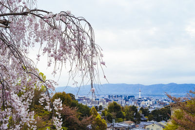 Trees and buildings against sky